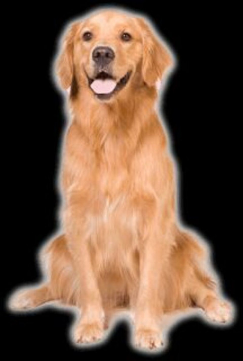 Dog png download (2)