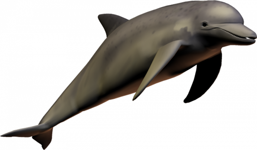 dolphin  digital  14 by wolverine041269 d5esmgg copy