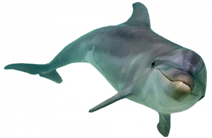 Dolphin hd png