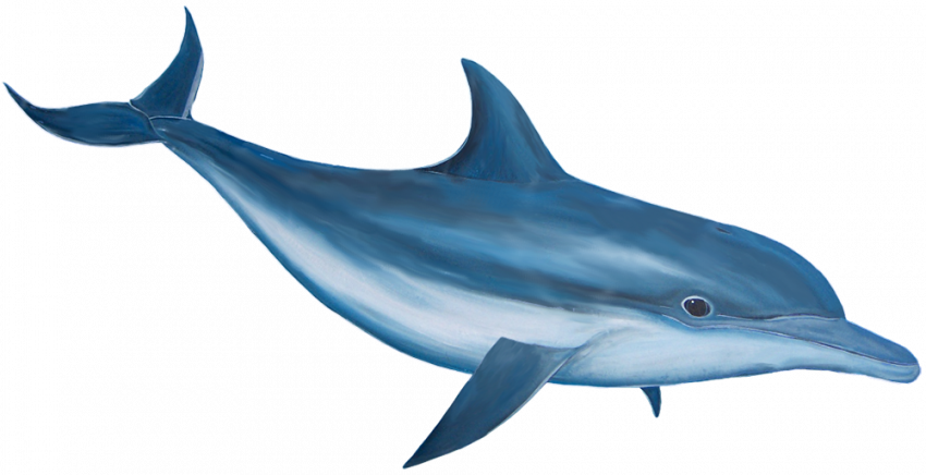 Dolphin png