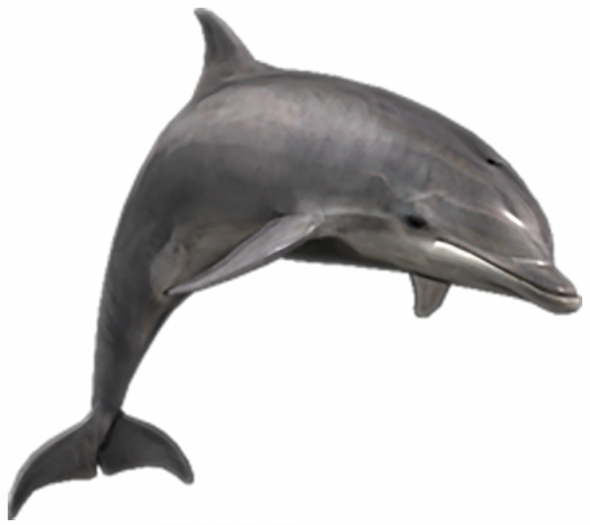 Dolphin transparent background
