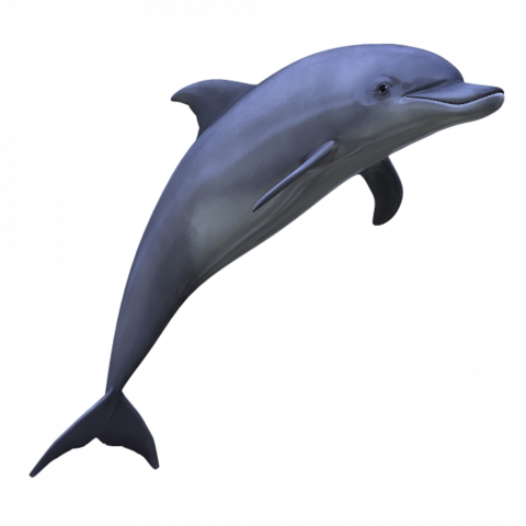 Dolphin transparent png
