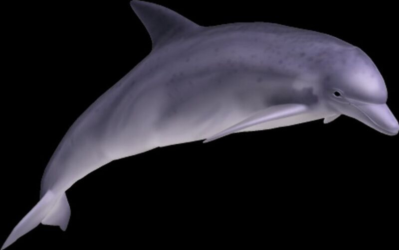 Dolphinhd png