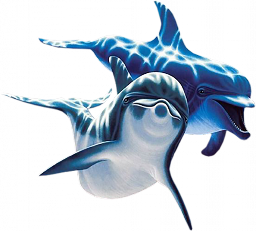 dolphins copy