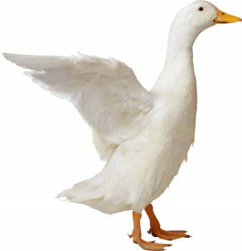 duck png image