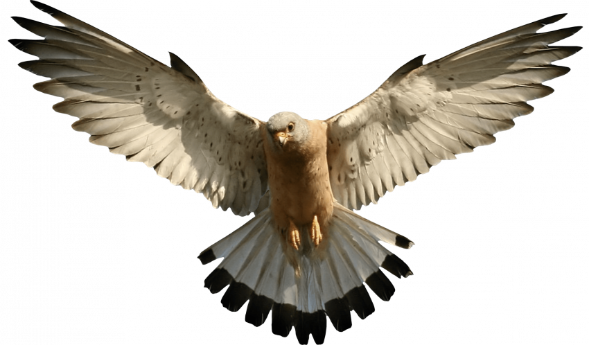 eagle png image download
