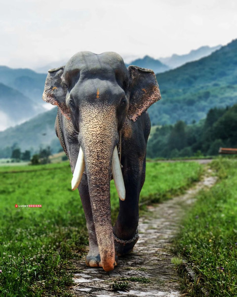 Elephant animal lover editing Background Free