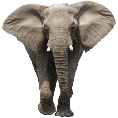 elephant free download png   hd png