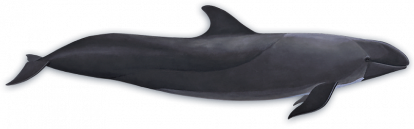 false Killer Whale Transparent background
