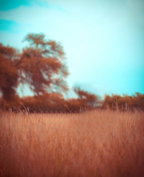 Field cb editing background (2)
