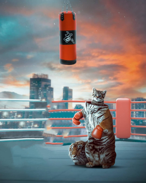 Fighting cat editing background
