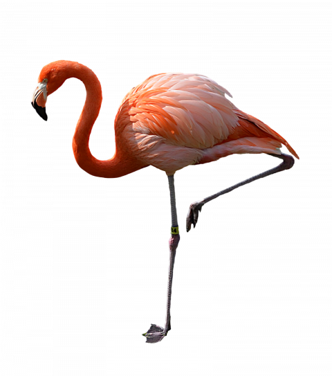 flamingo png pic  hd png