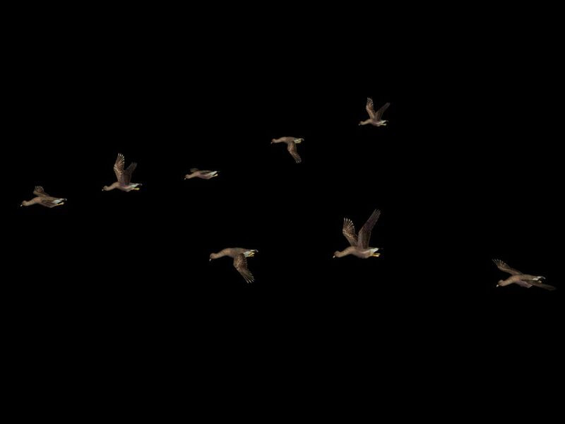 Flying bird evening png