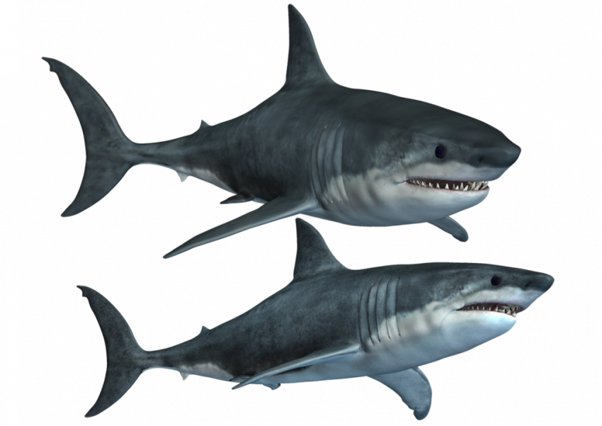 Free shark png hd