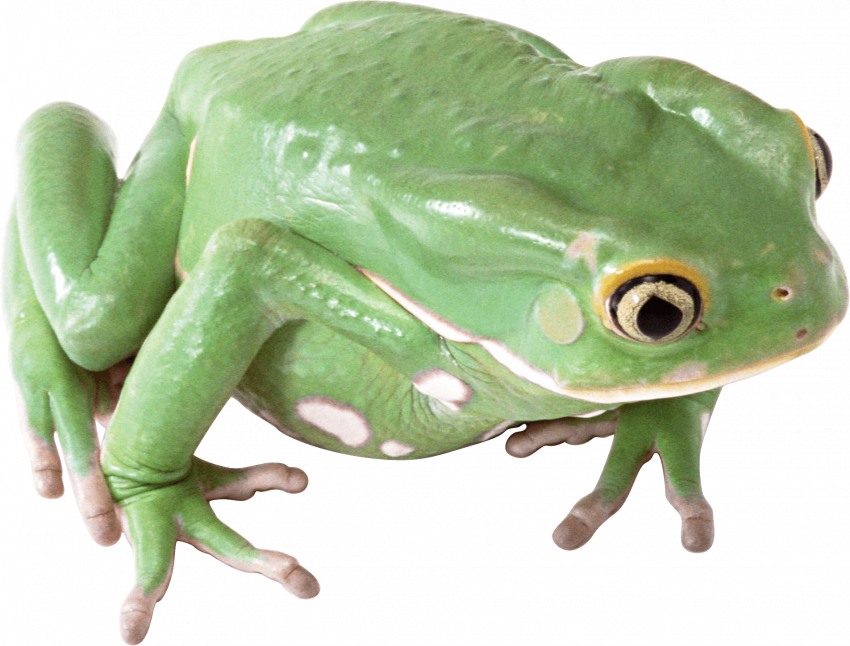 frog png image