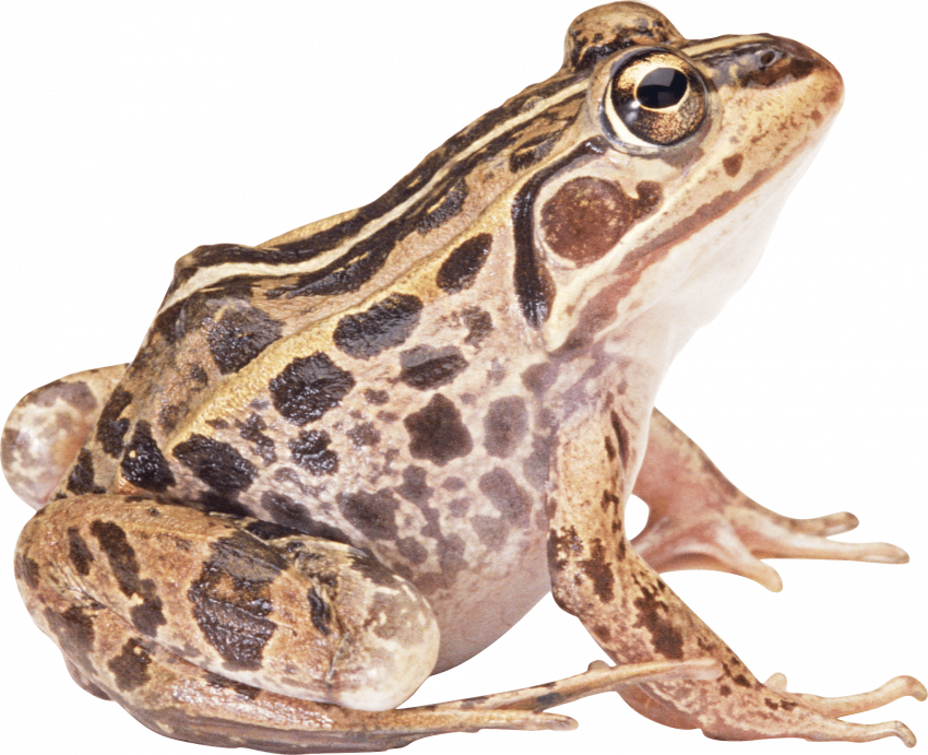 frog png image   hd png