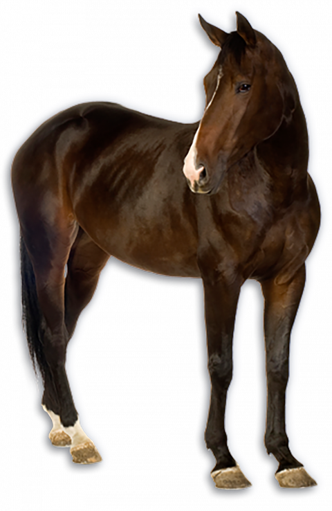 Full back Horse transparent png