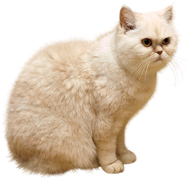 Full Cat Png Transparent Background
