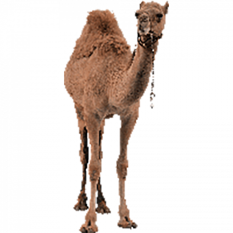 Full hd camel png
