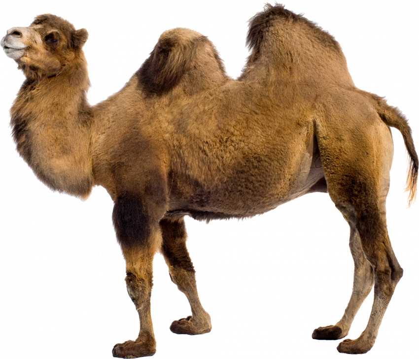 Full hd Camel png image with transparent background