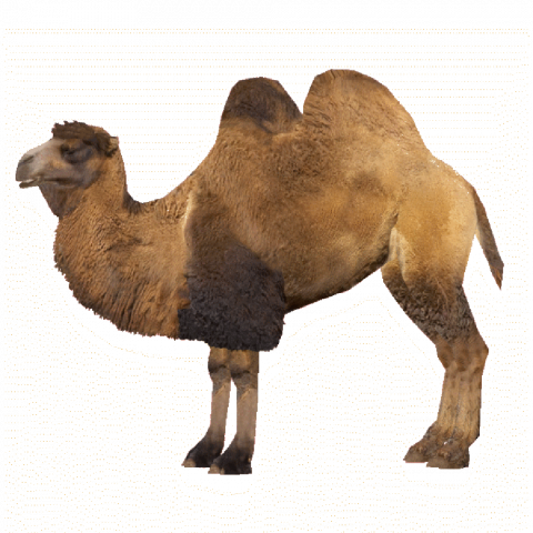 Full hd camel transparent background