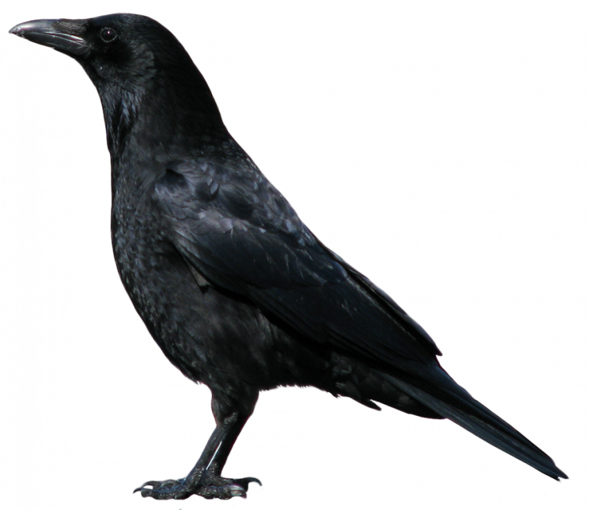 Full hd Crow png