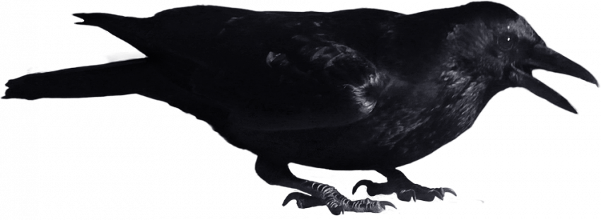 Full hd Crow png transparent background