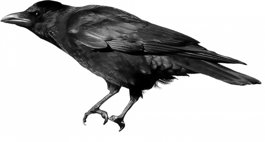 full hd Crow png transparent background download