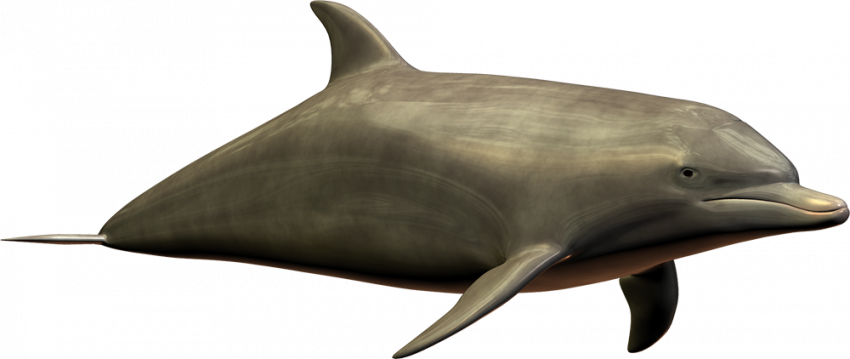 Full hd dolphin png