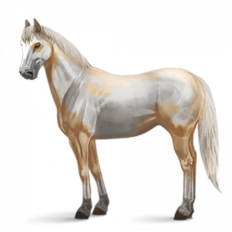 Full white Horse transparent png