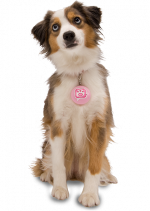 German shepherd dog picsart transparent background dog png (2)