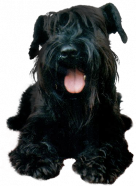 German shepherd dog picsart transparent background dog png (4)