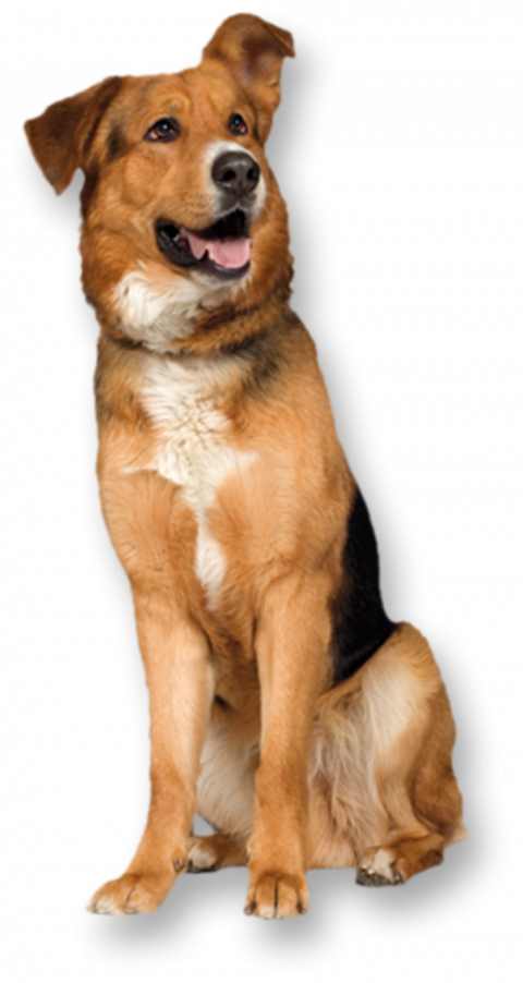 German shepherd dog picsart transparent background dog png (5)