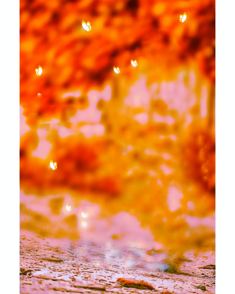 Glowing butterflies cb editing background