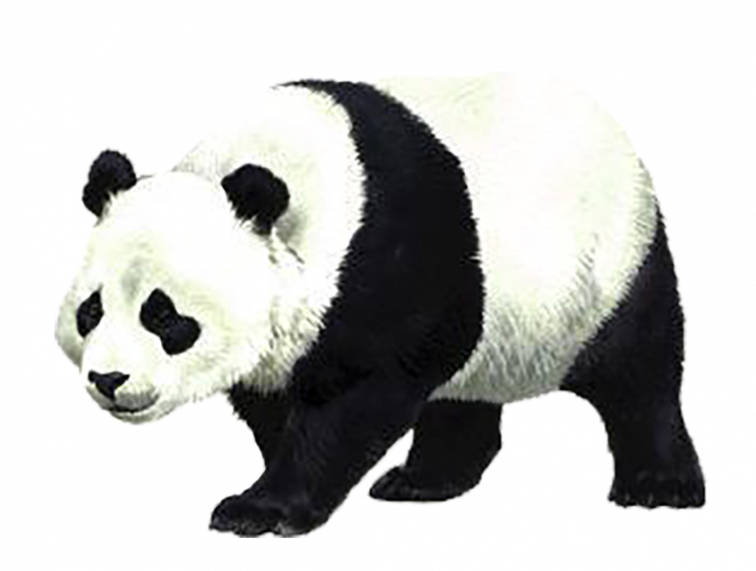 Google Panda transprent png
