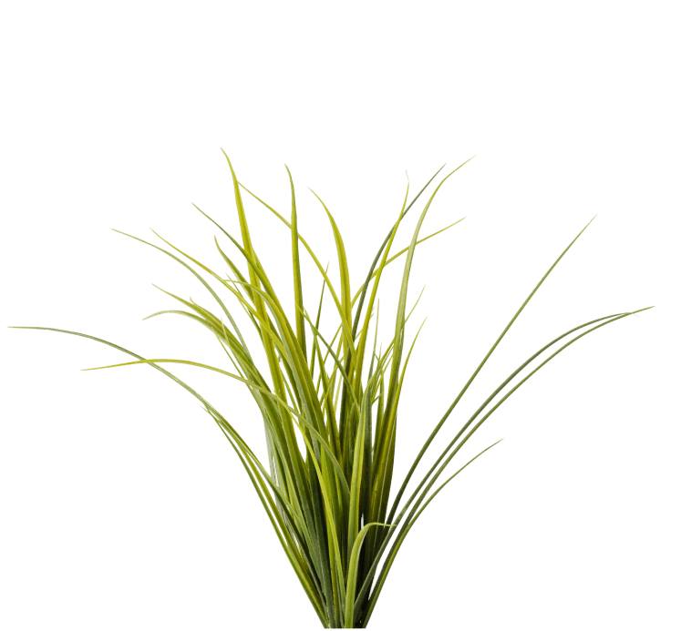 Grass png for picsart