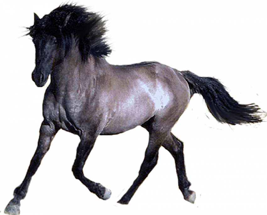 Gray Horse transparent background