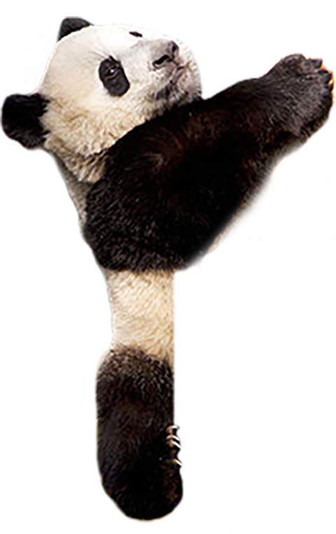 Hanging Panda PNG Images With Transparent Background