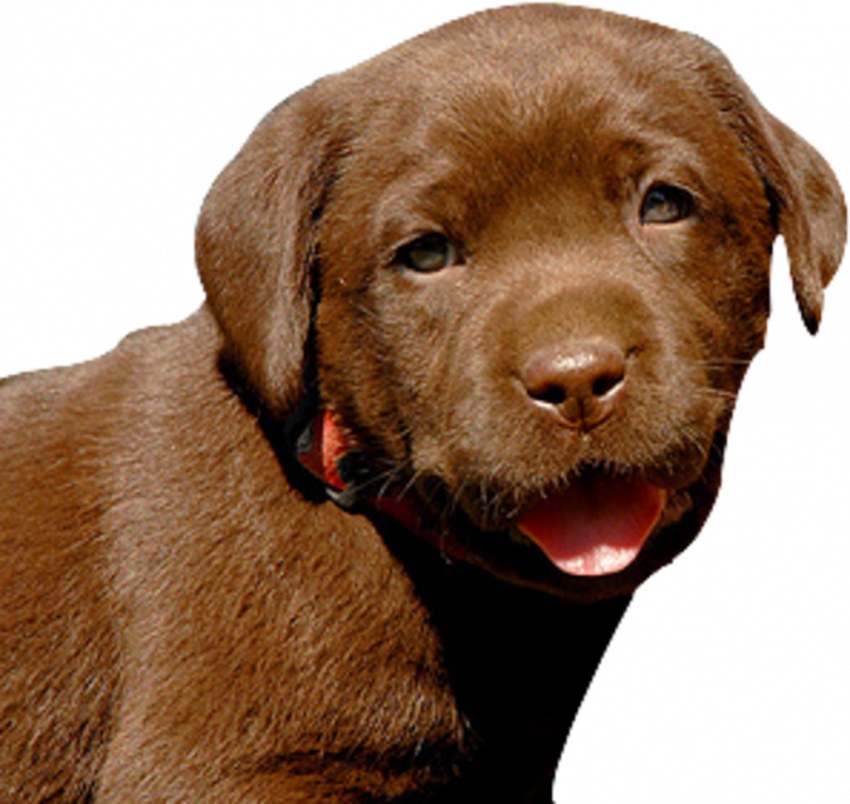 hd 2022 dog png download (4)