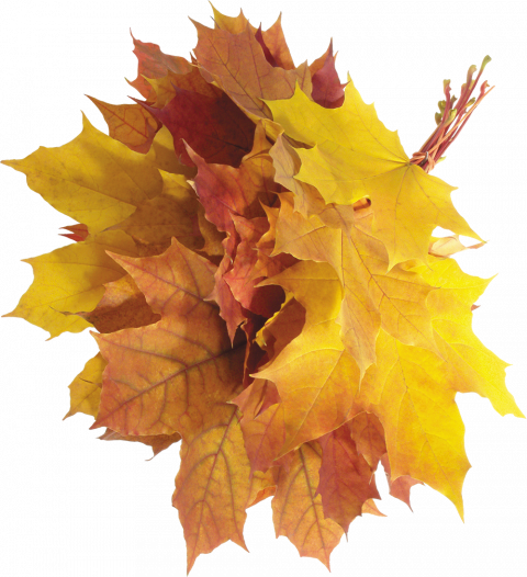 hd Autumn leaves transparent png,Autumn leaves png images