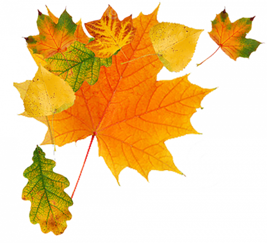 Hd autumn png,Autumn transparent png