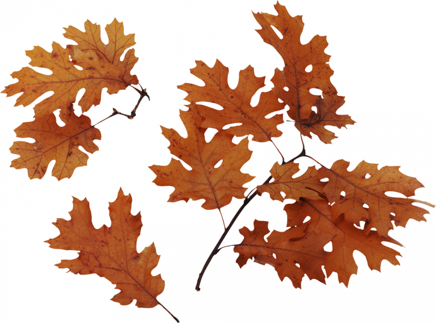 Hd autumn png,Autumn transparent png images