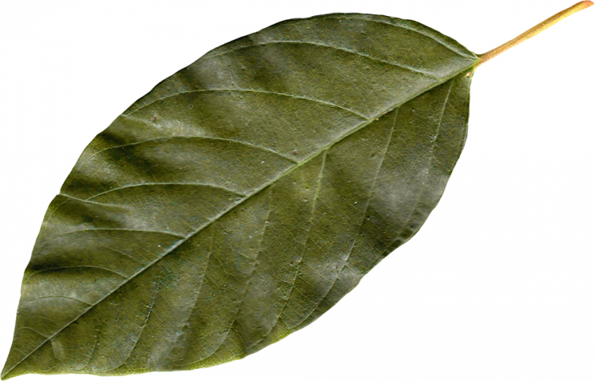 Hd autumn transparent png,Autumn transparent png images