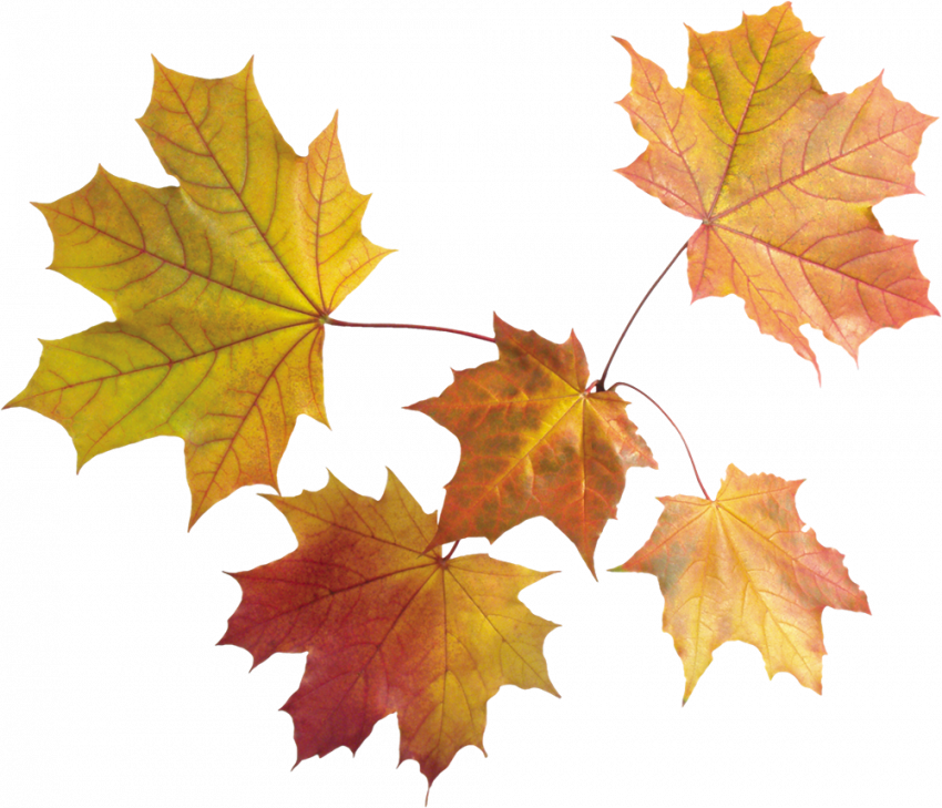 Hd aututumn png,Autumn transparent png images