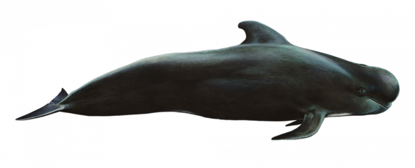 Hd black whales png