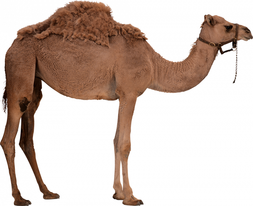 hd Camel png image with transparent background