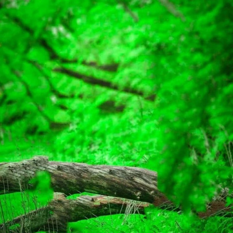 Hd cb edotong background download