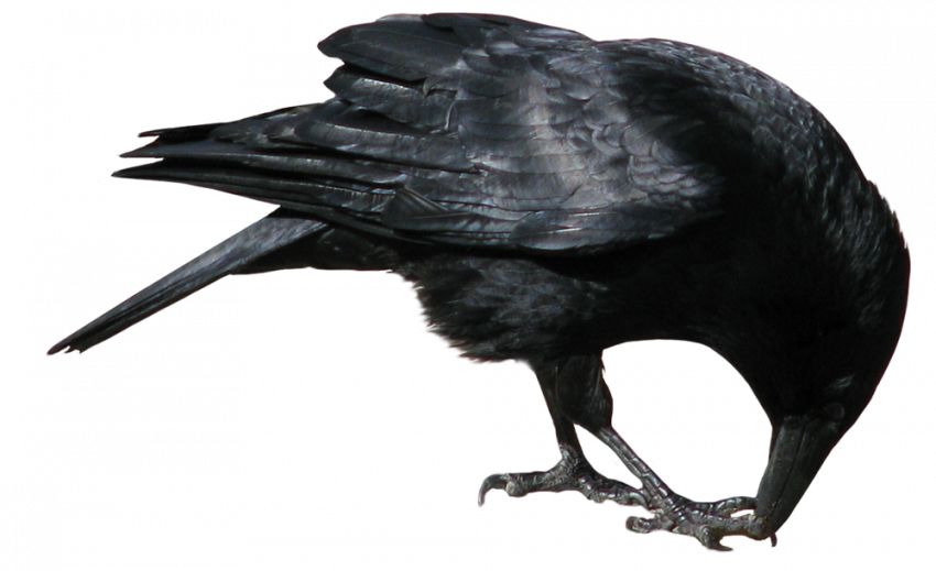 Hd Crow png transparent background
