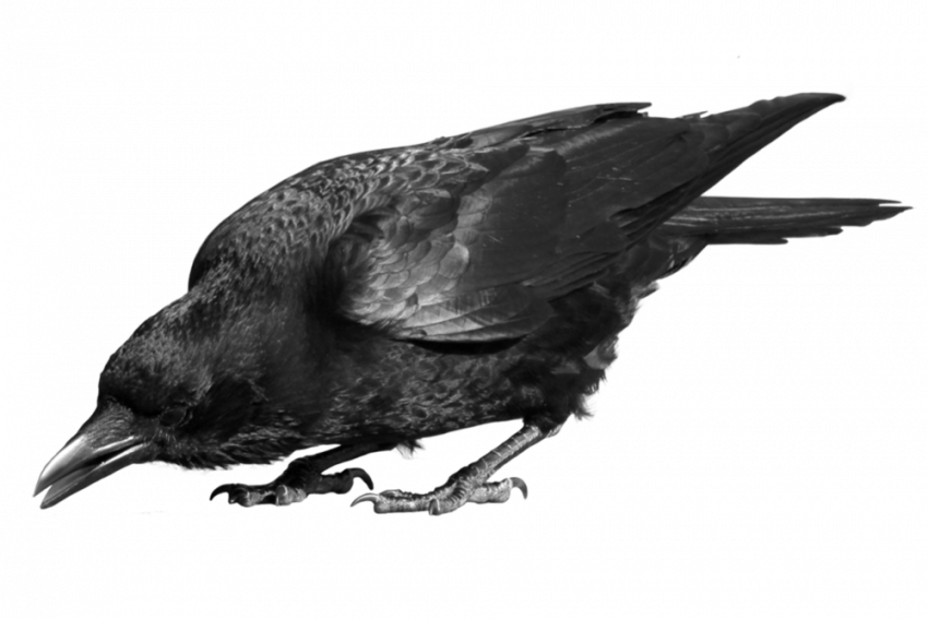 Hd Crow transparent background