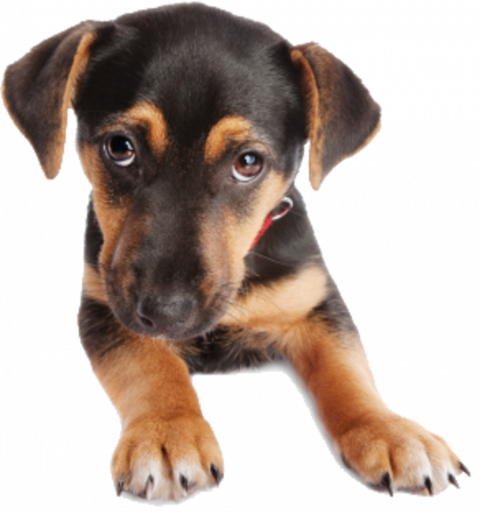 Hd Dog png Download (3)